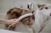 Душевая лейка Hansgrohe DogShower 26640700 для собак, матовая белая - фото №2